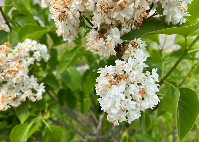 Tatil Evi Laba Łeba